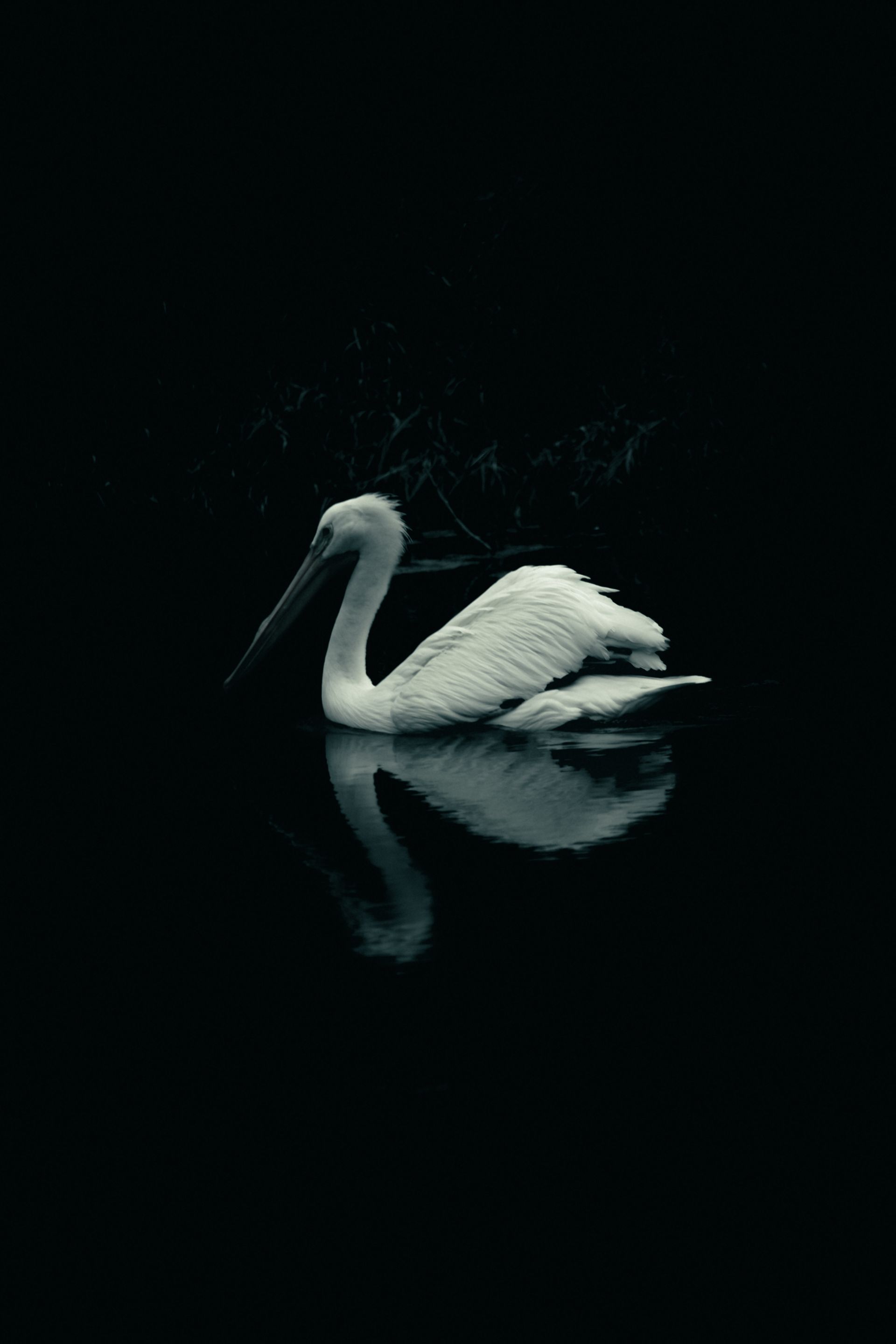 White pelican floats serenely on dark water, its reflection mirroring its form.