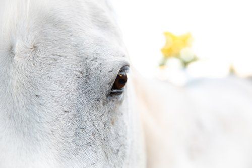 Close-up of a white horse's eye, with a soft focus background.