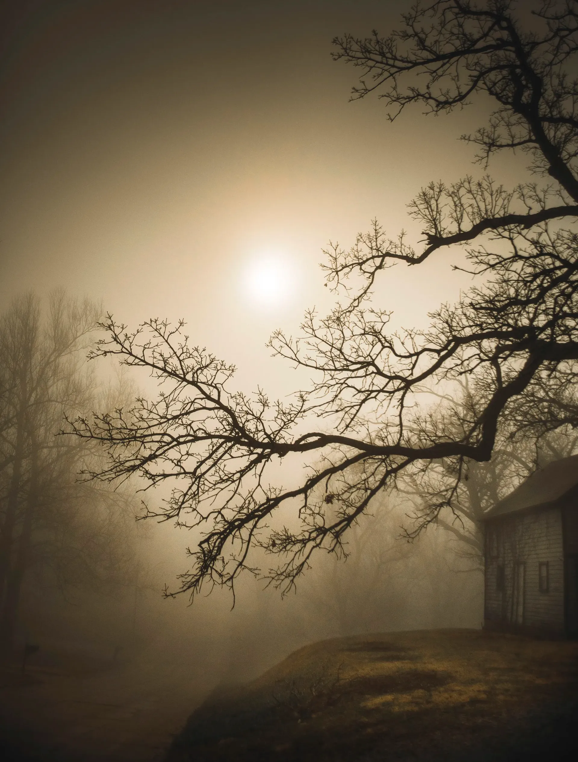 Foggy landscape with a bare tree, the sun, and a small house. Sepia tones.
