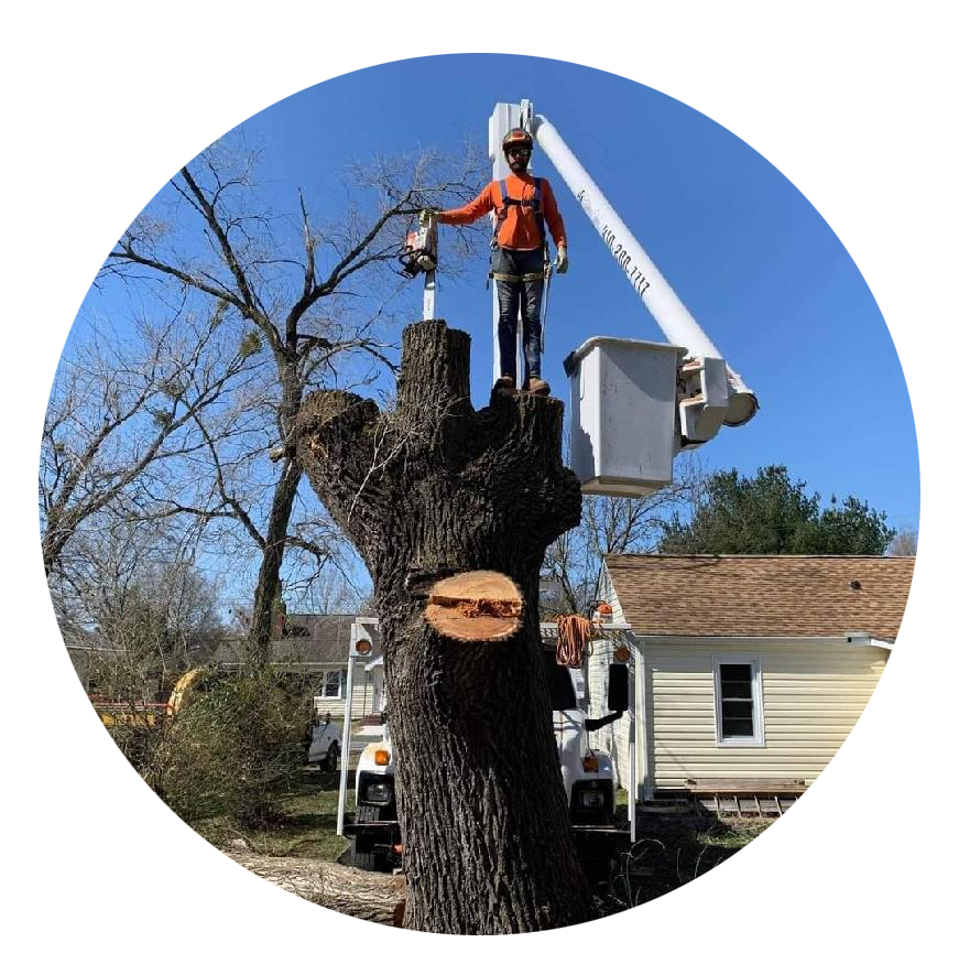 Eastern Shore Tree Solutions Tree Services