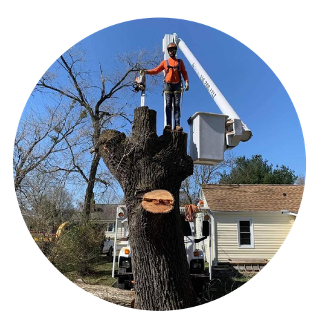 tree cutting