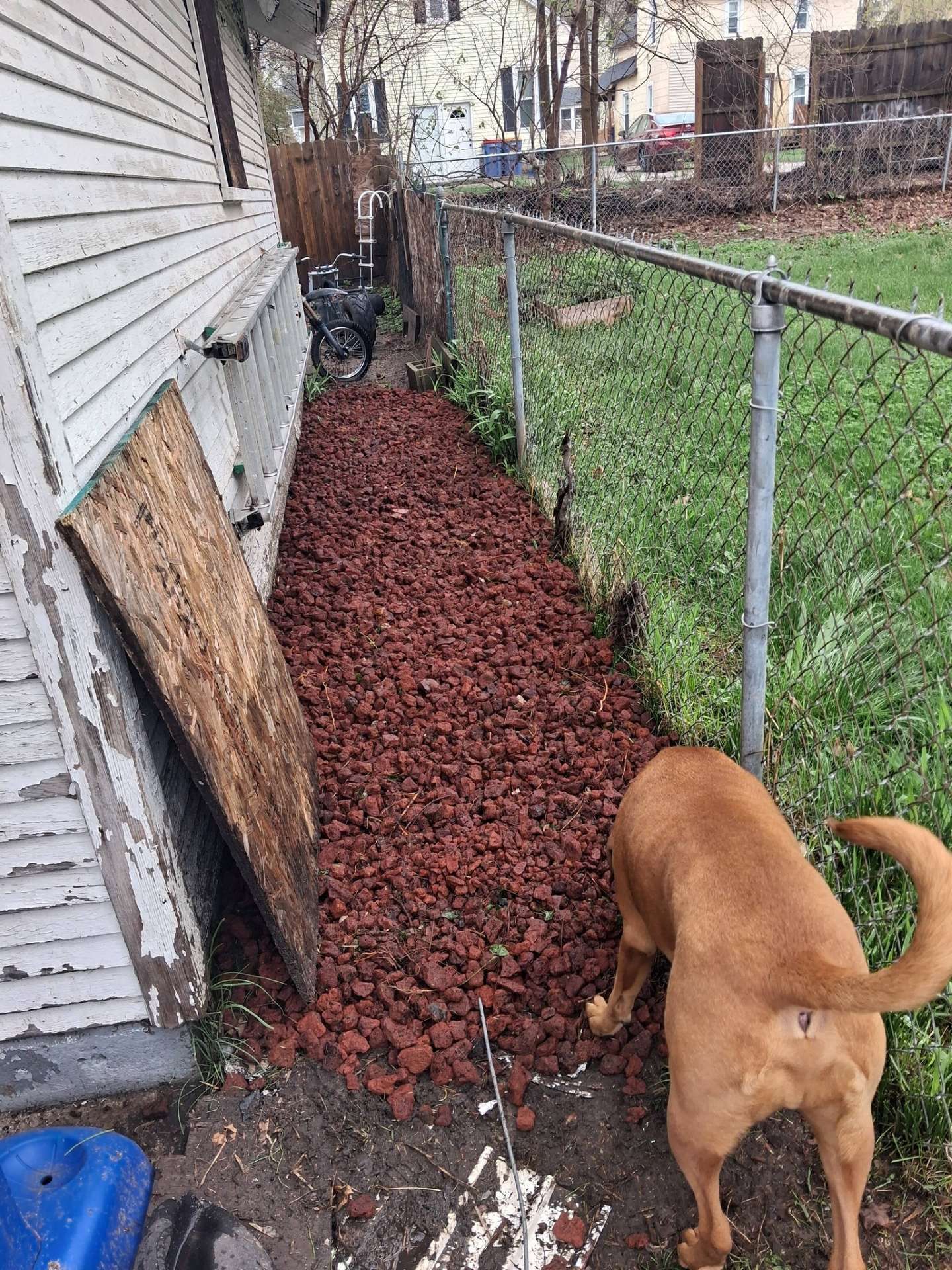 Brown dog in a narrow side yard beside a house and chain-link fence with red mulch groundcover