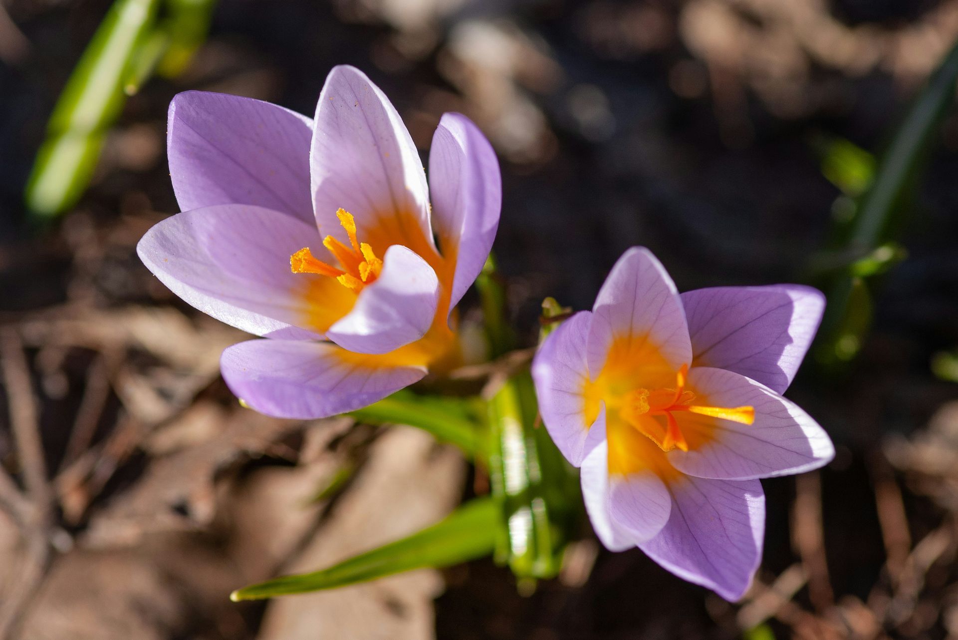 Two purple crocus flowers with bright orange centers blooming in mulch