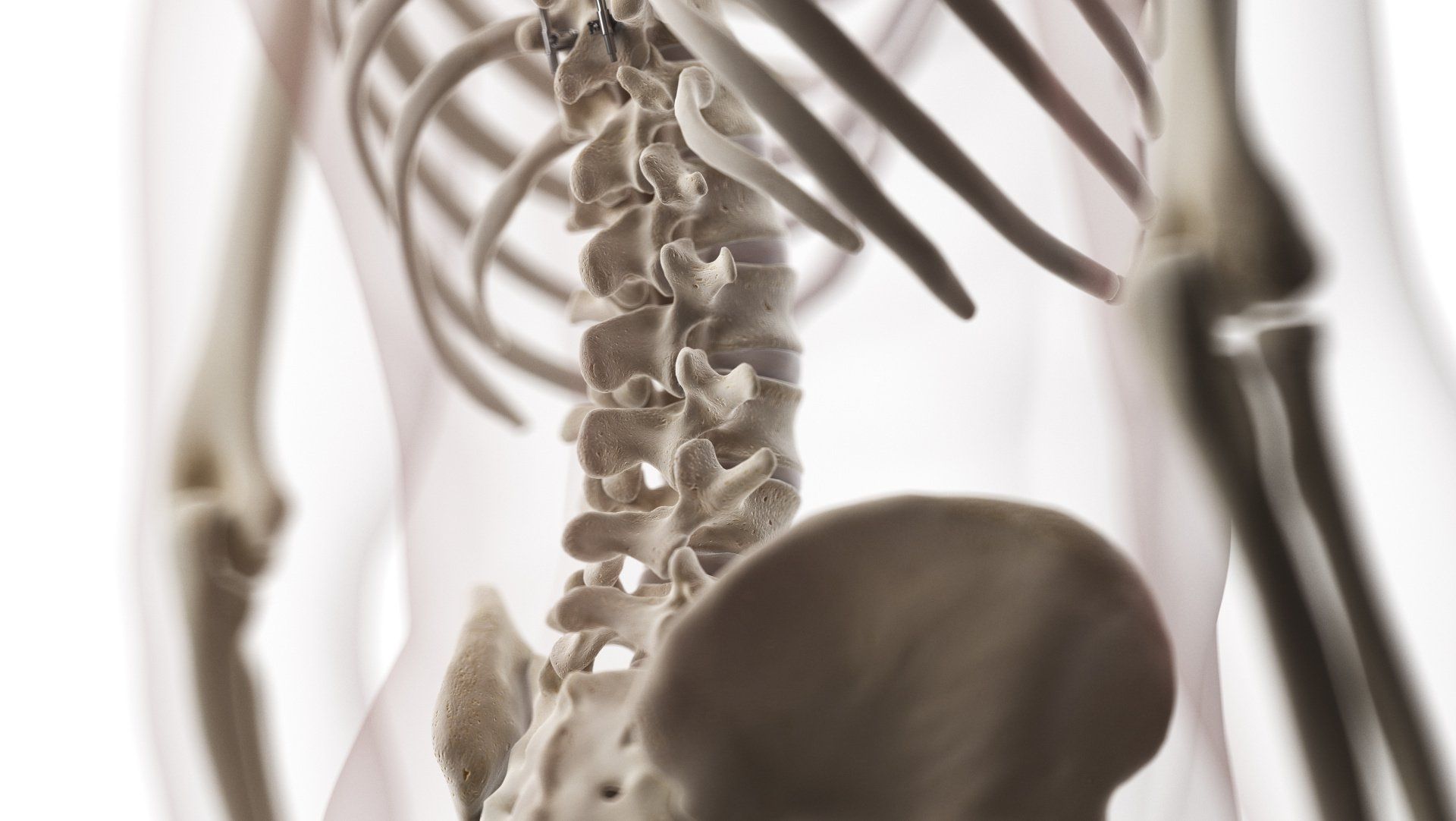 Ilustração anatômica da coluna vertebral humana para diagnóstico de doenças da coluna