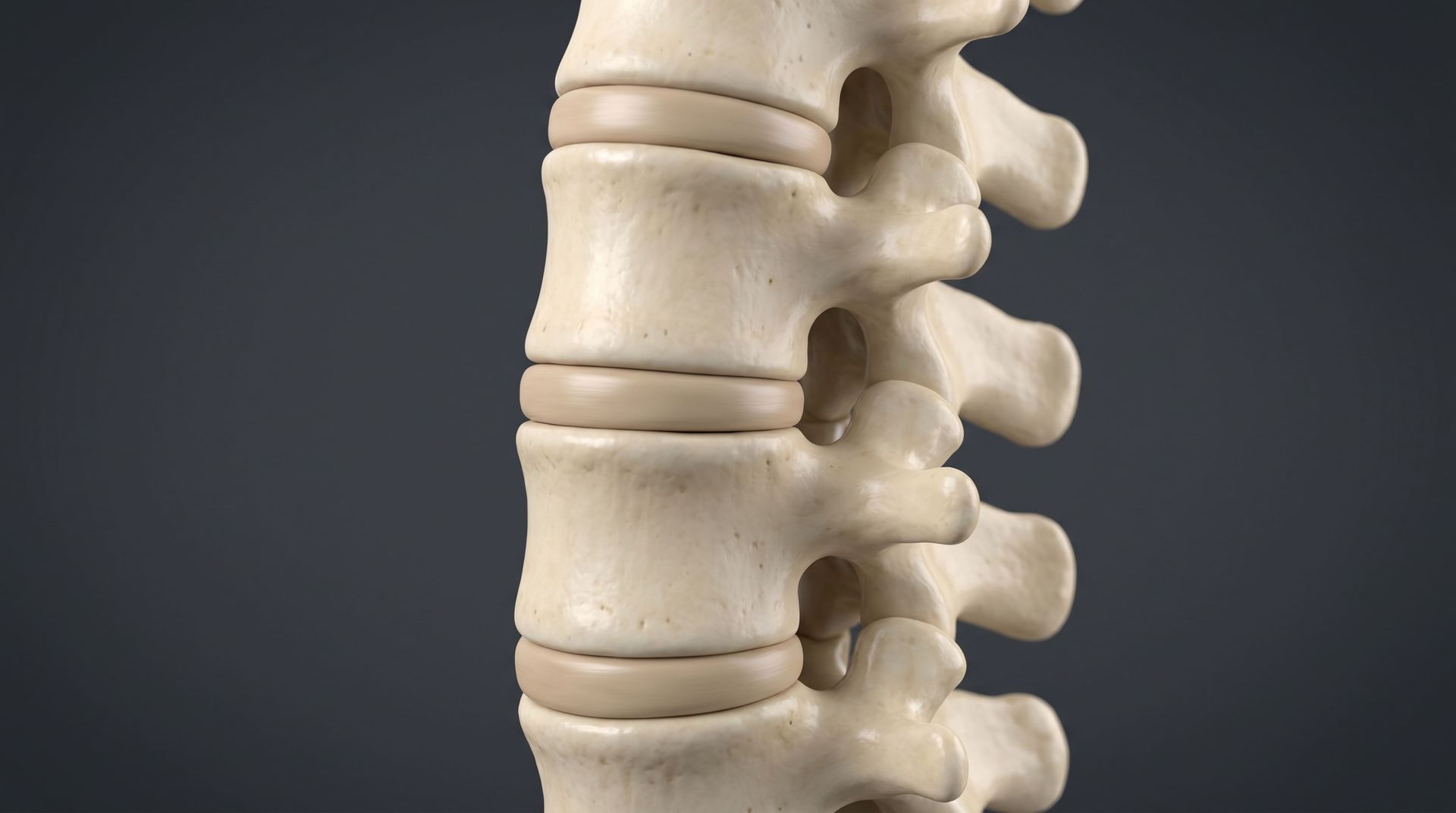 qual a função do disco intervertebral