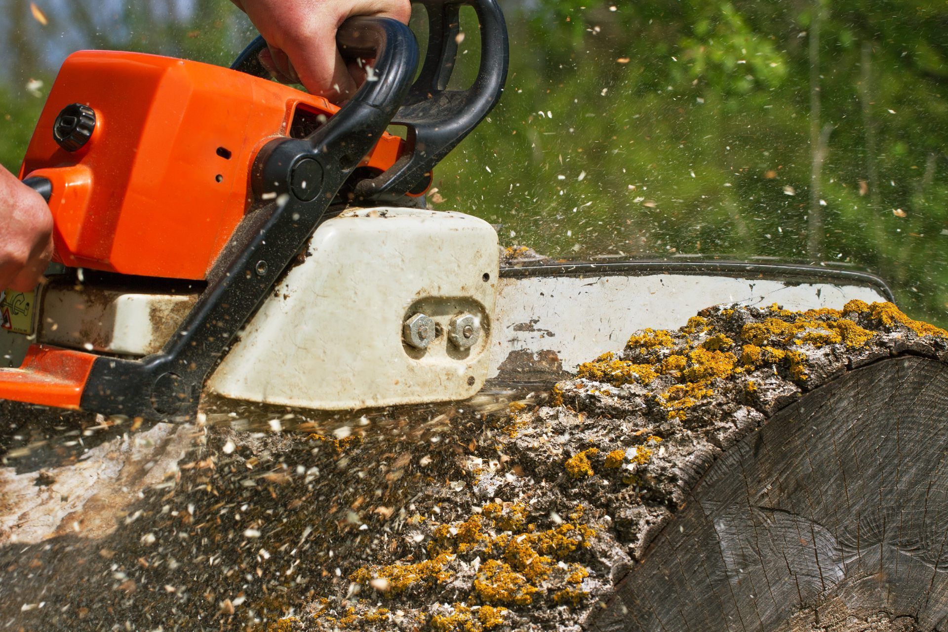 Chainsaw cutting through a tree trunk, orange saw with white details, sawdust flying.