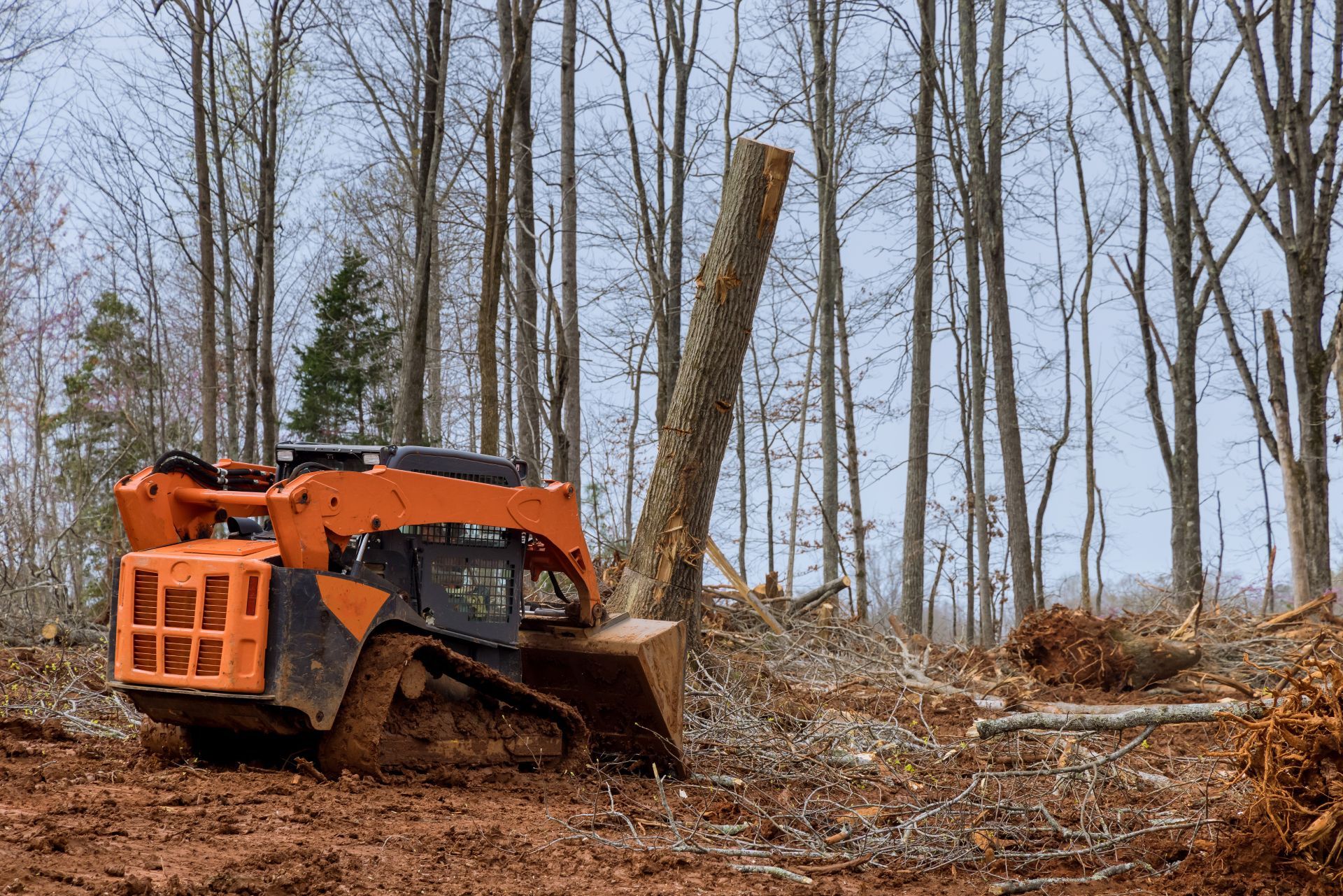 Orange skid steer clearing a forest. Tree stump and cut branches litter the ground.