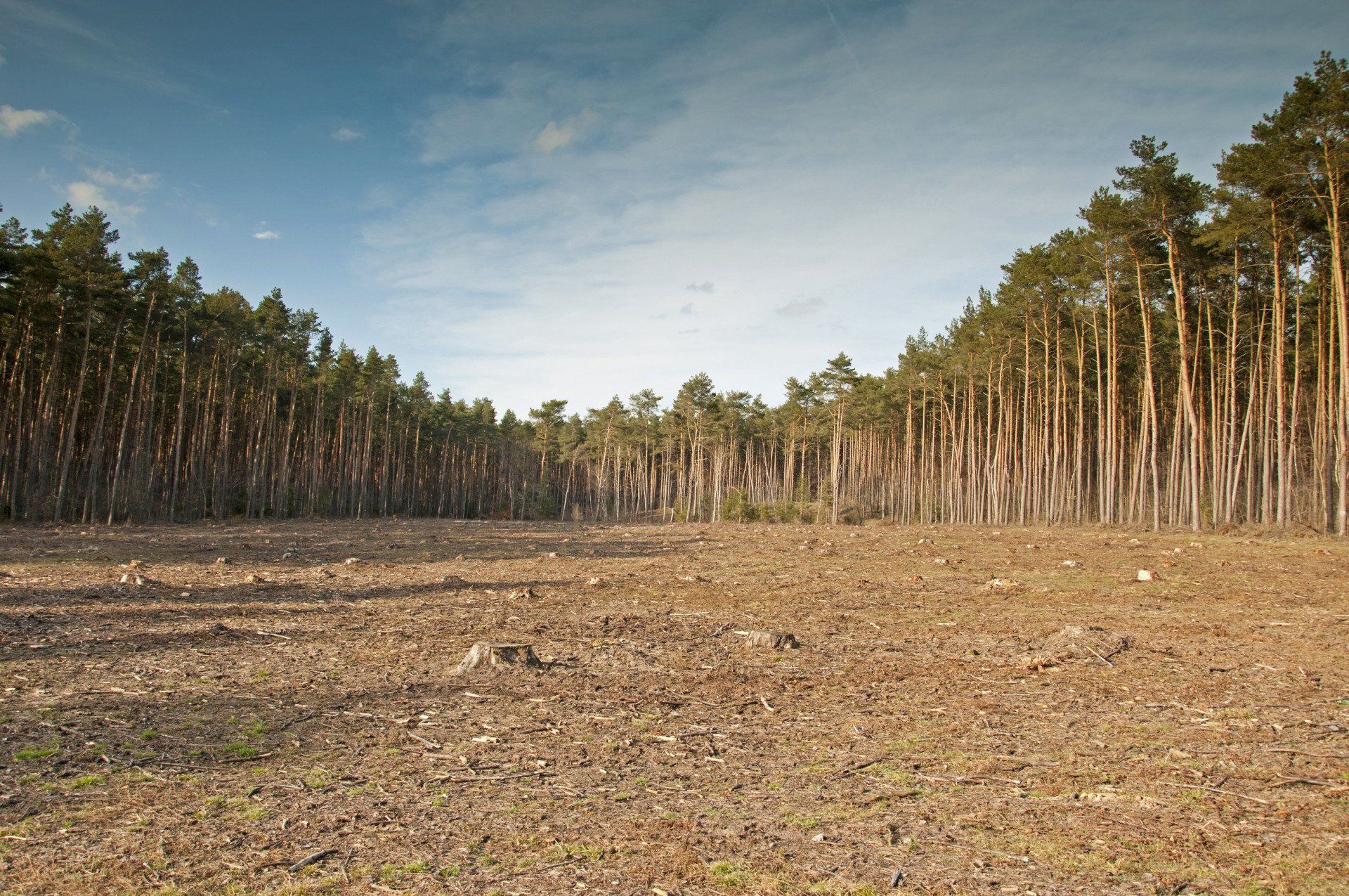 Deforested area surrounded by tall evergreen trees under a blue sky.
