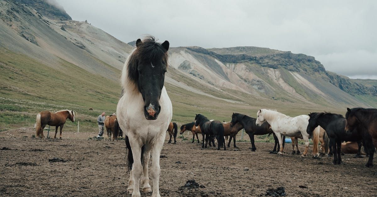 A herd of horses standing in a field with mountains in the background.