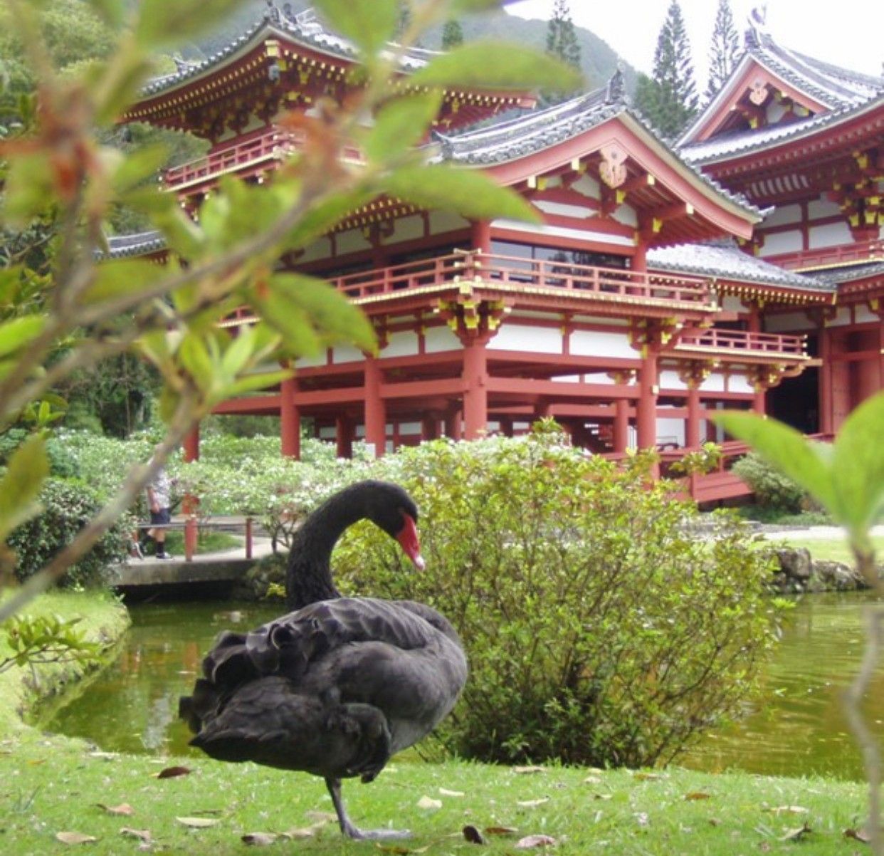 A black swan with a red beak stands in front of a large building