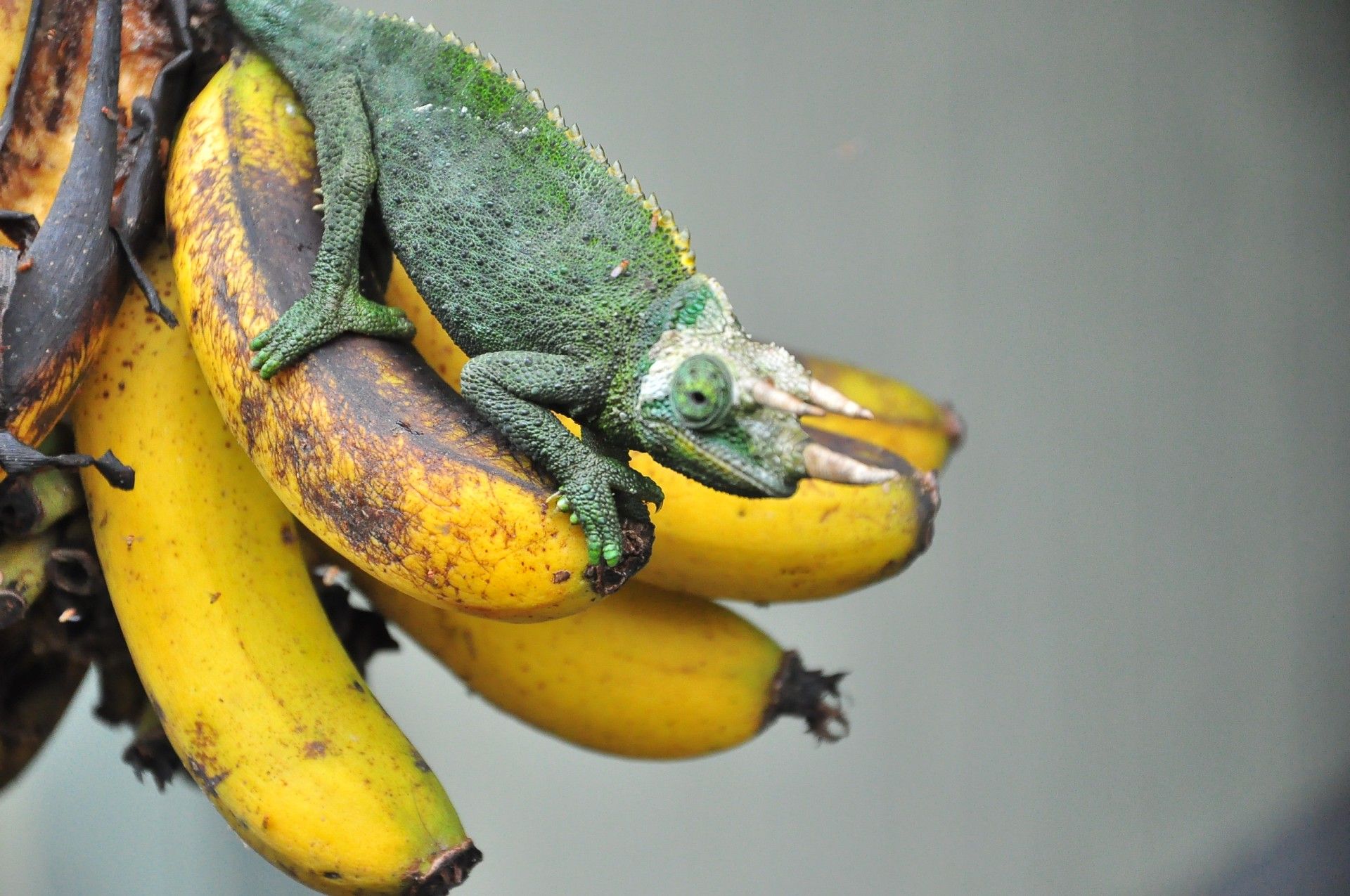 A chameleon is sitting on a bunch of bananas