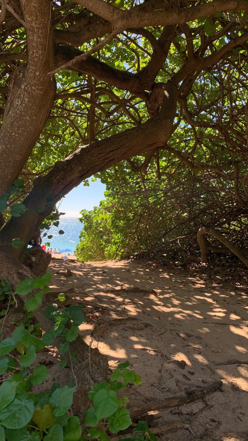 Trees