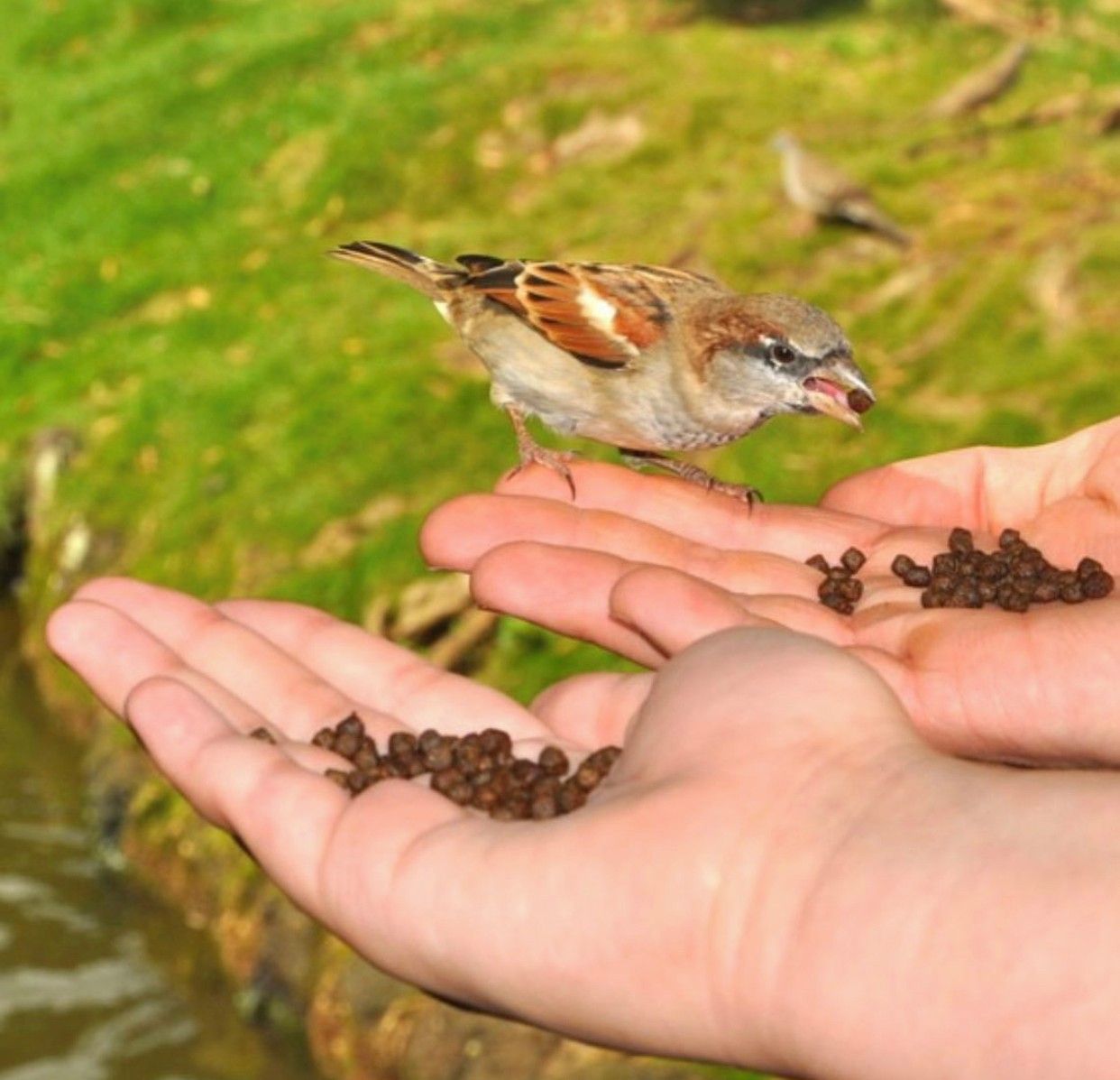 A small bird is perched on a person 's hand holding seeds