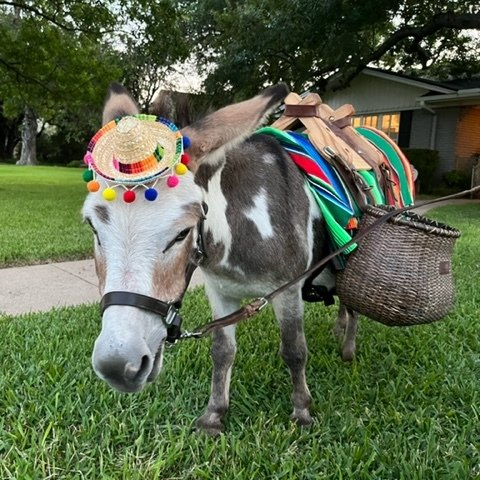 Fiesta beer burro
