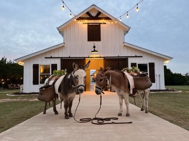 Wedding donkeys