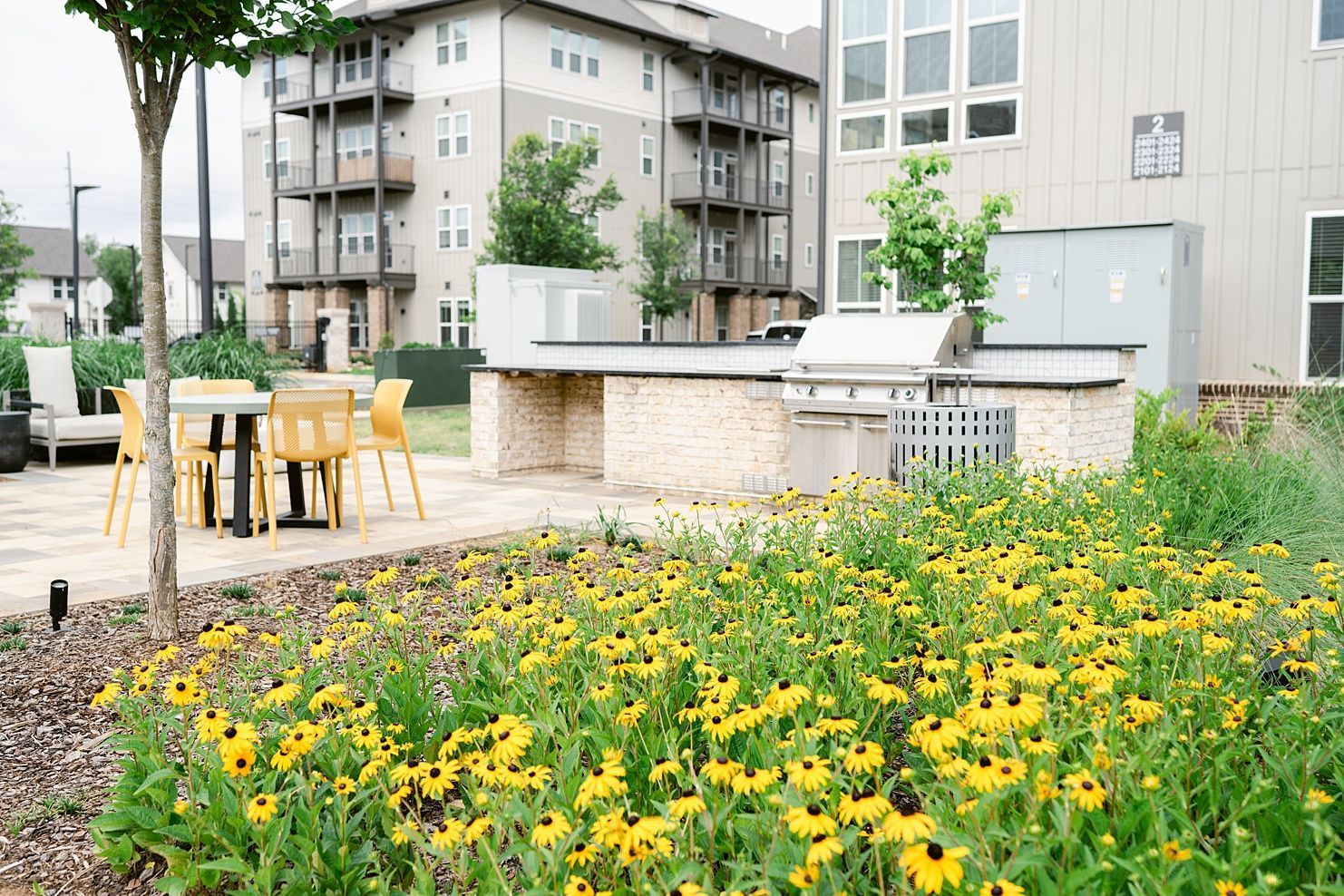 Small field of Black-Eyed Susan flowers at Livano at Town Madison.