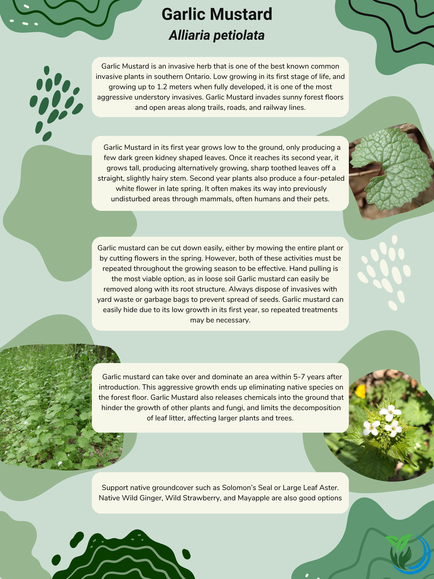 Invasive Fact Sheet Garlic Mustard