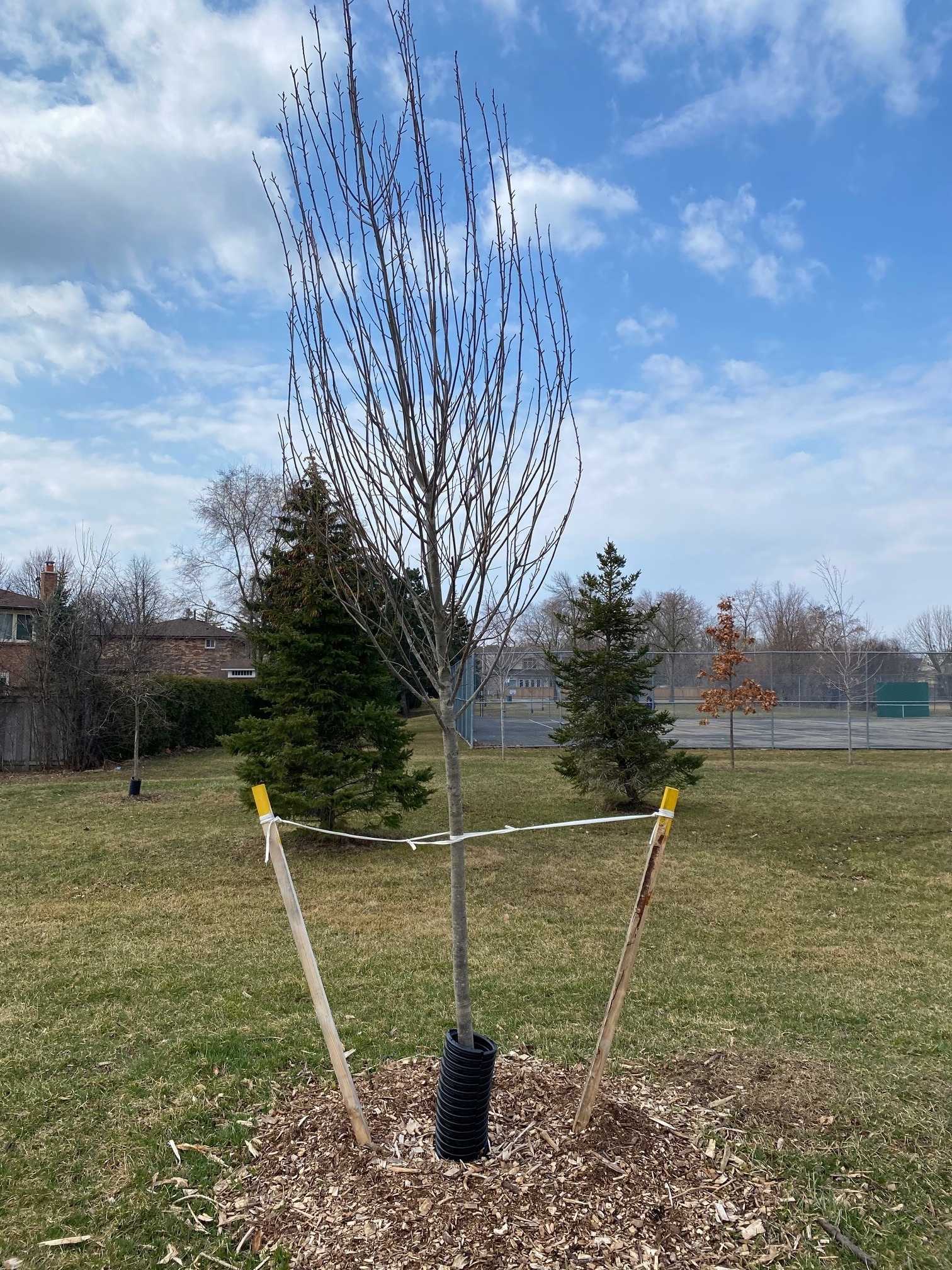 Staked tree in Spring