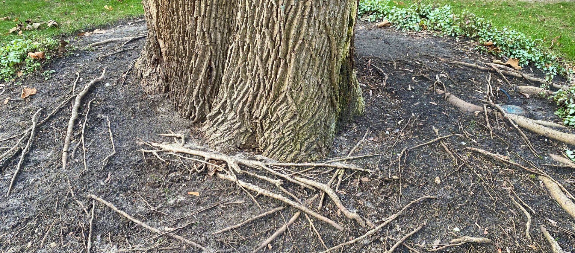 Tree - Exposed roots Tree - Exposed roots