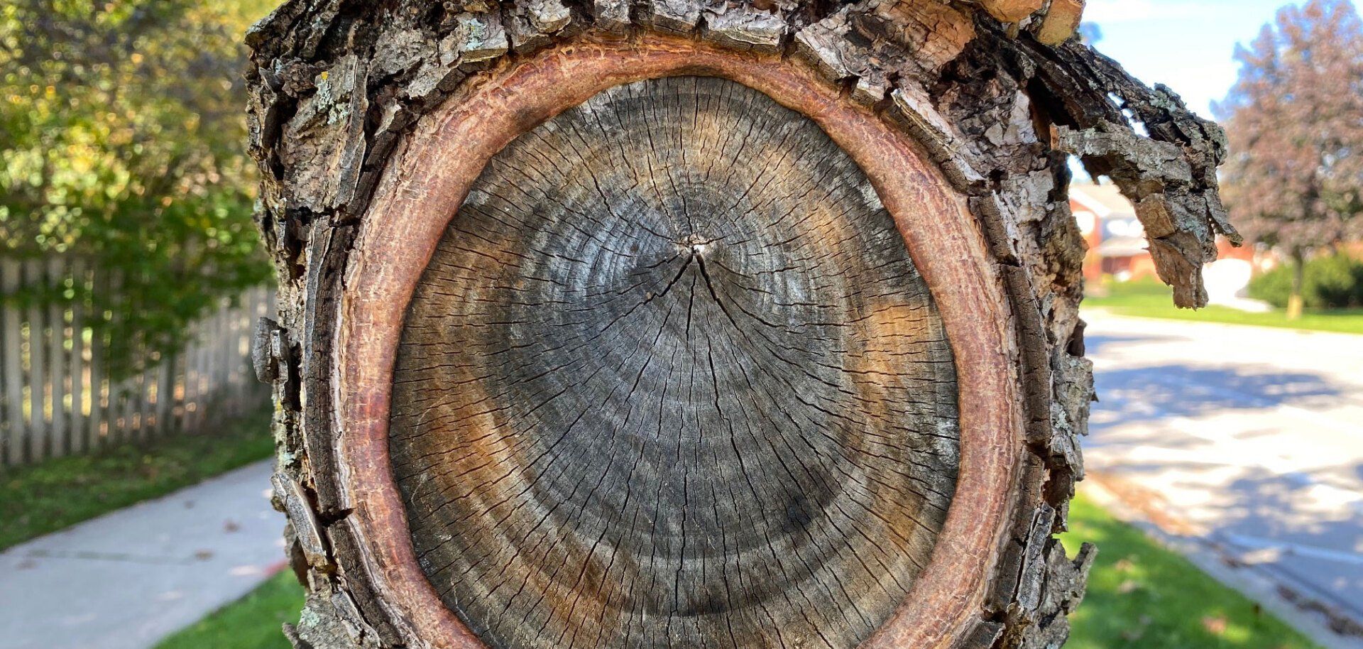 Tree - When is the best time to prune Tree - When is the best time to prune