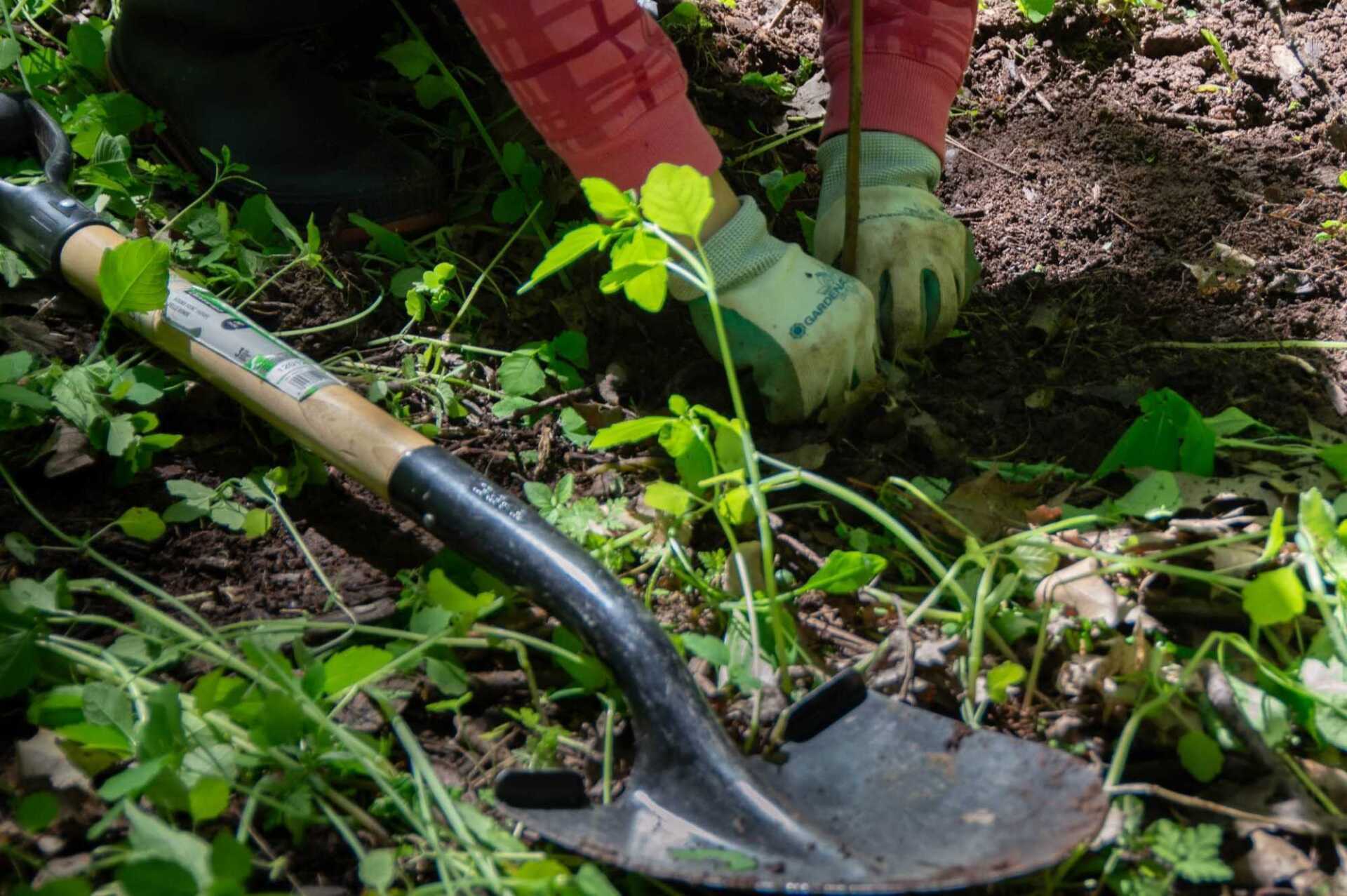 Hands digging in dirt to plant a tree