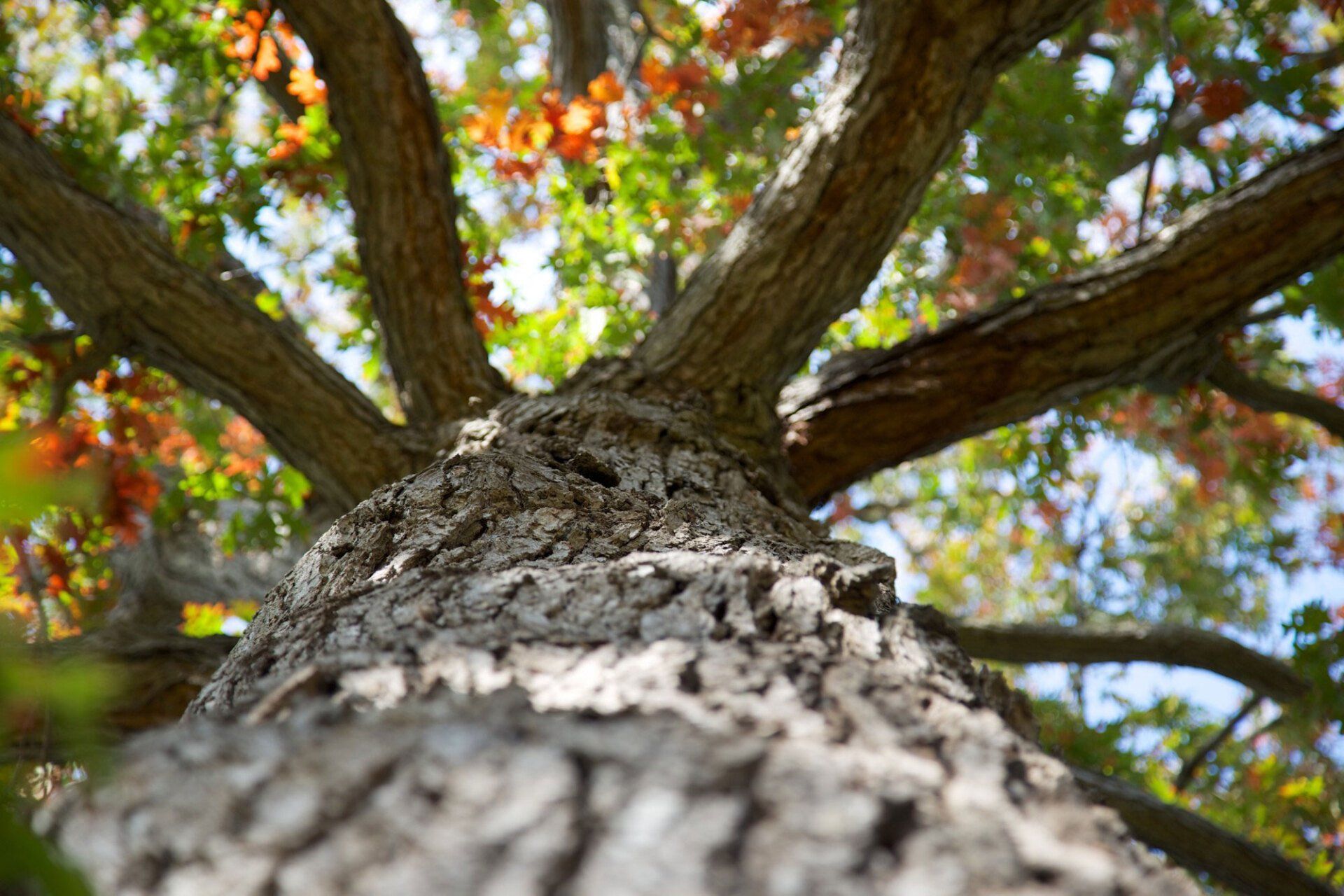 Maples and Oaks: Grade JK - 5