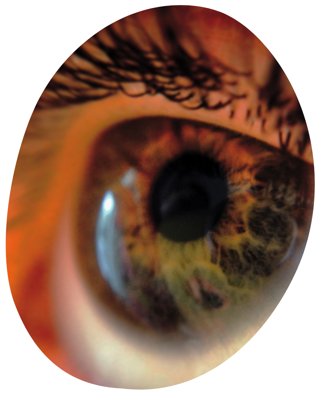 Close-up of a brown eye with a dark pupil and visible eyelashes