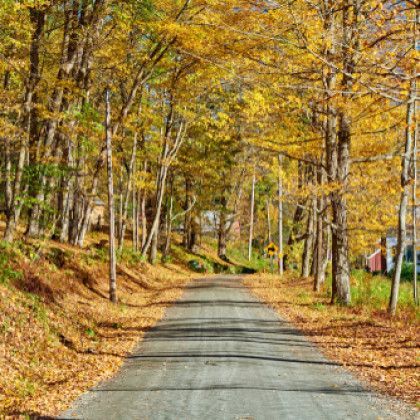 Gravel road through forest with yellow fall foliage.
