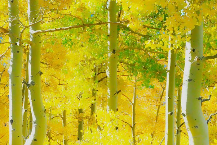 Trees