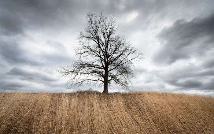 Trees