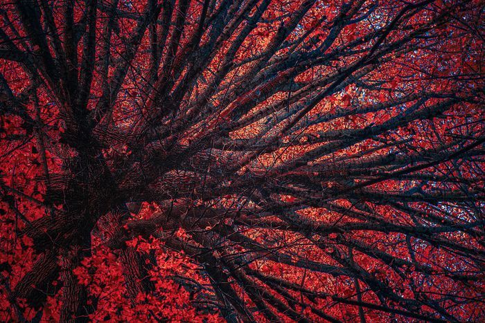 Trees