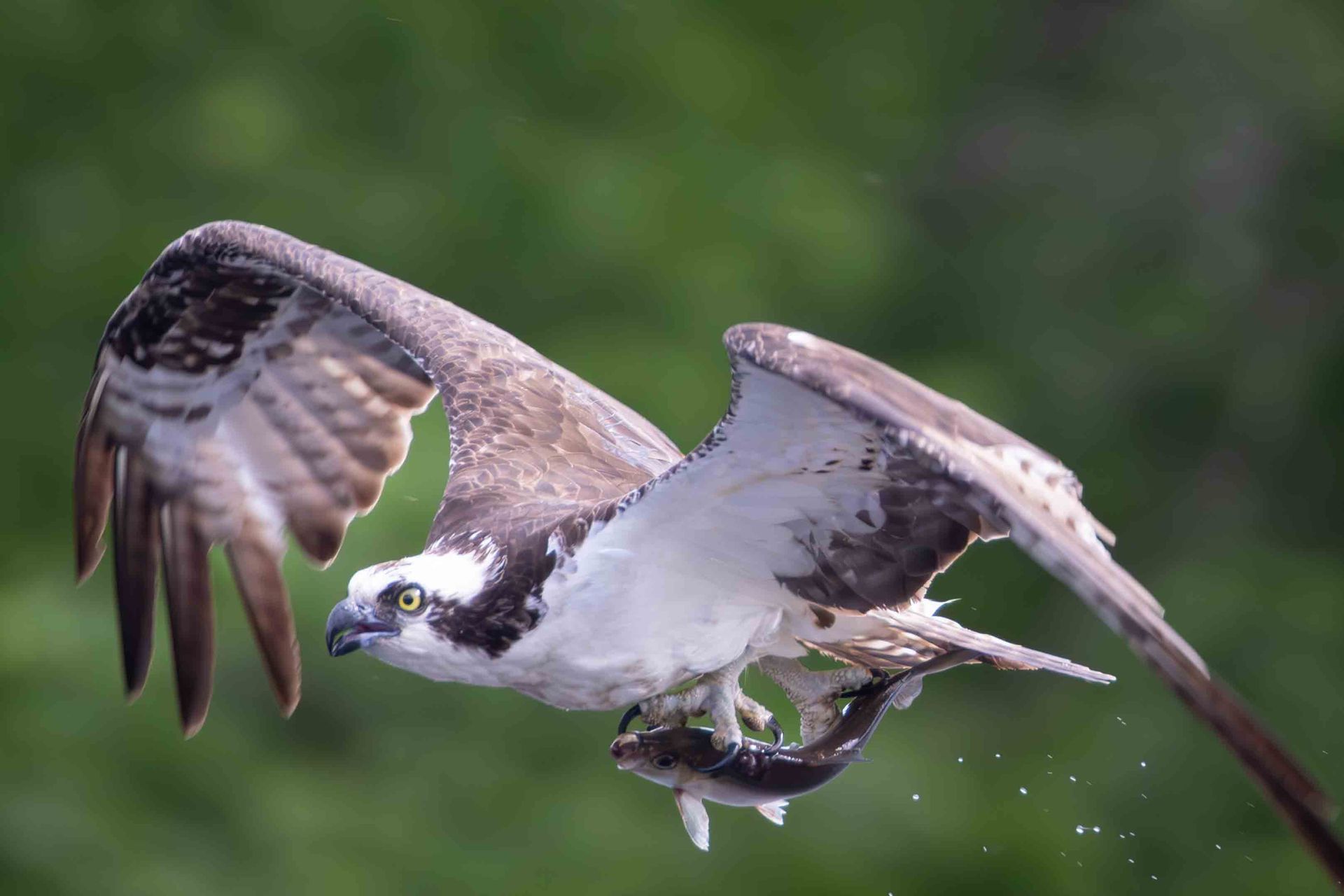 Osprey in flight with fish in talons, wings spread over a blurred green background