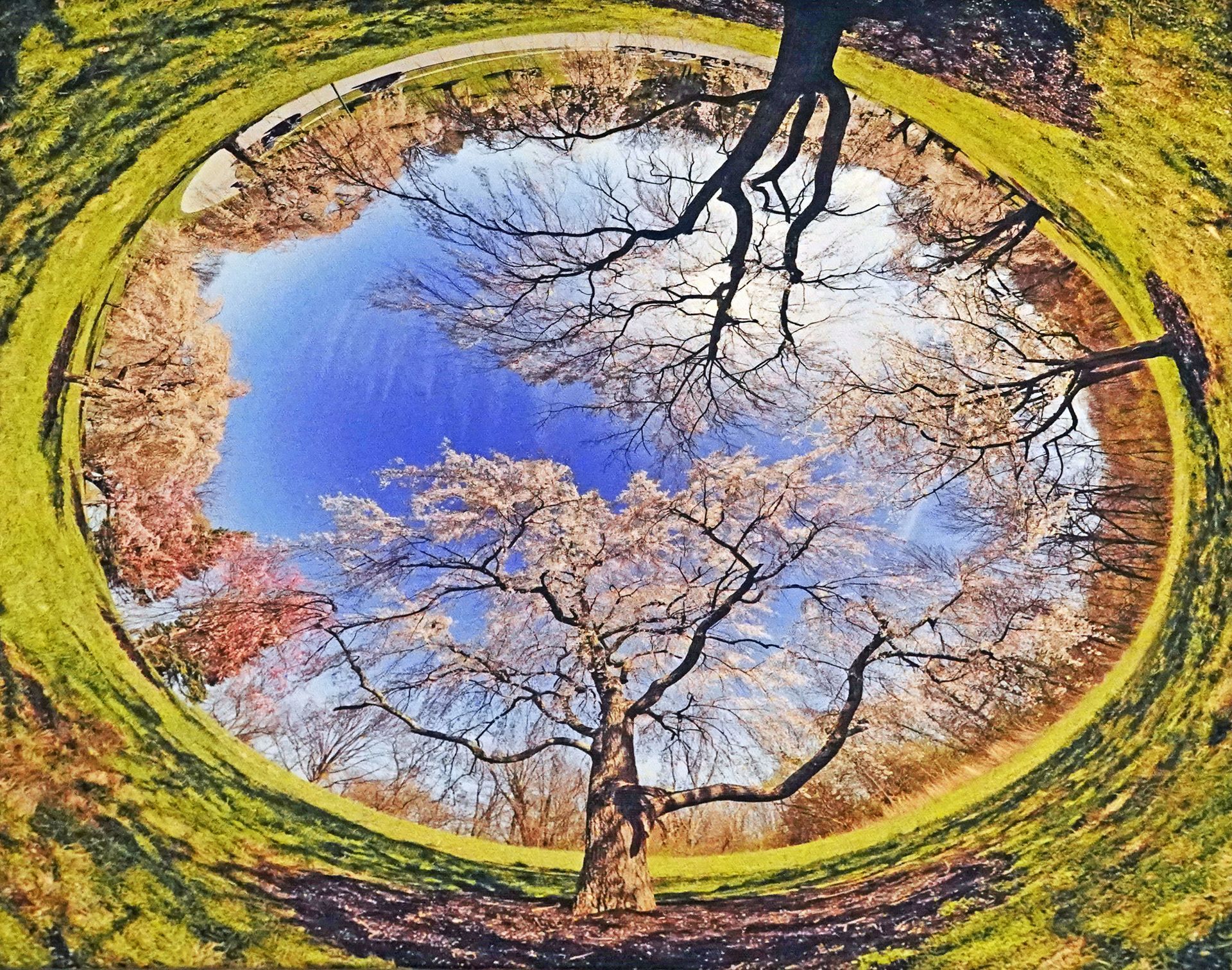 Trees