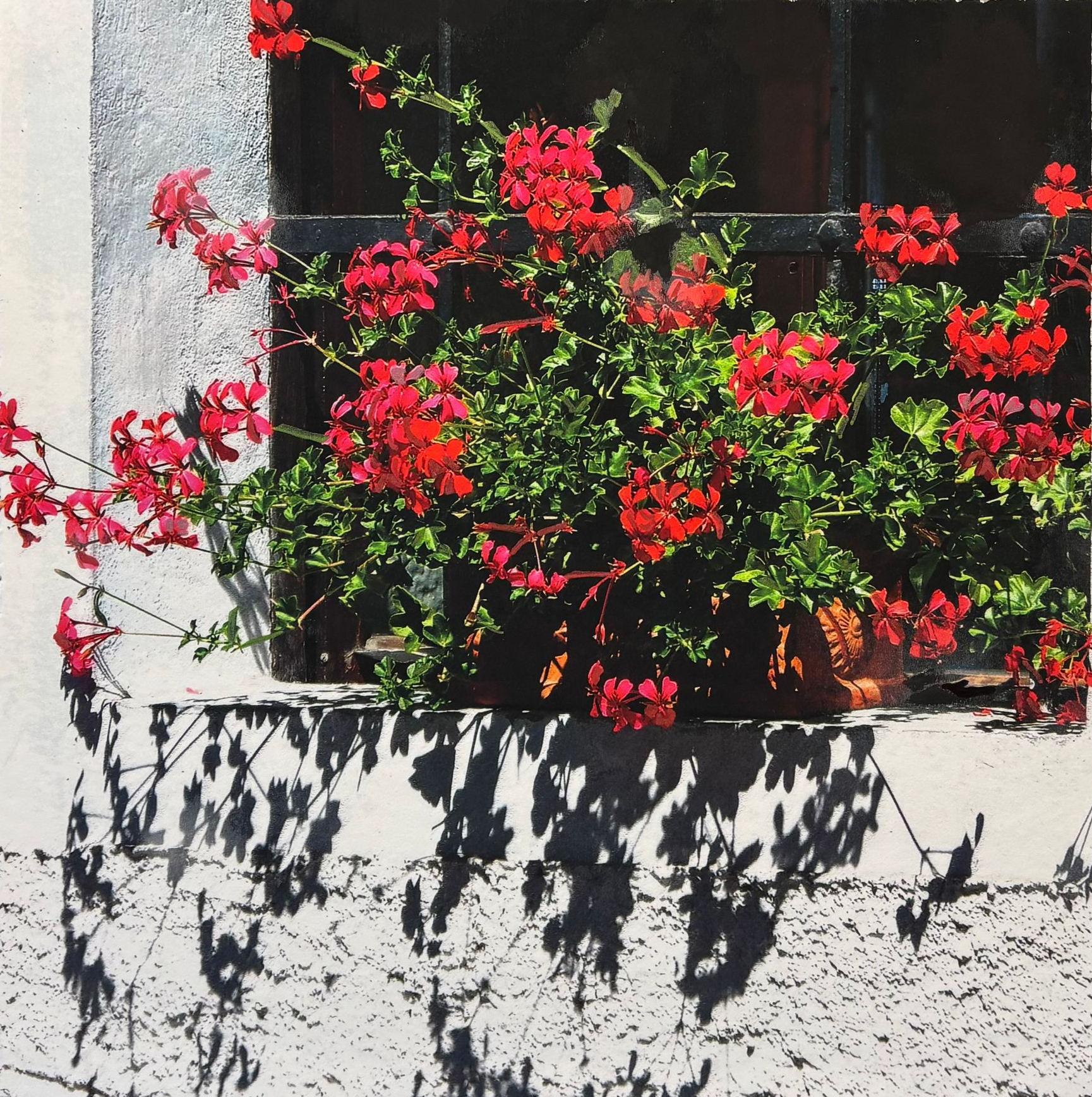 Red flowers and green leaves spilling over a white stucco windowsill, casting shadows on the wall.