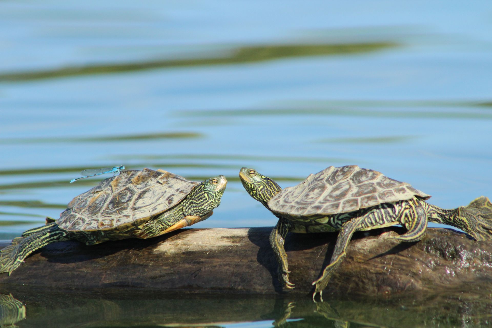 Two turtles basking on a log in calm blue water