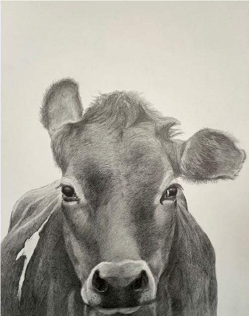 Close-up pencil sketch of a cow’s face on a plain background