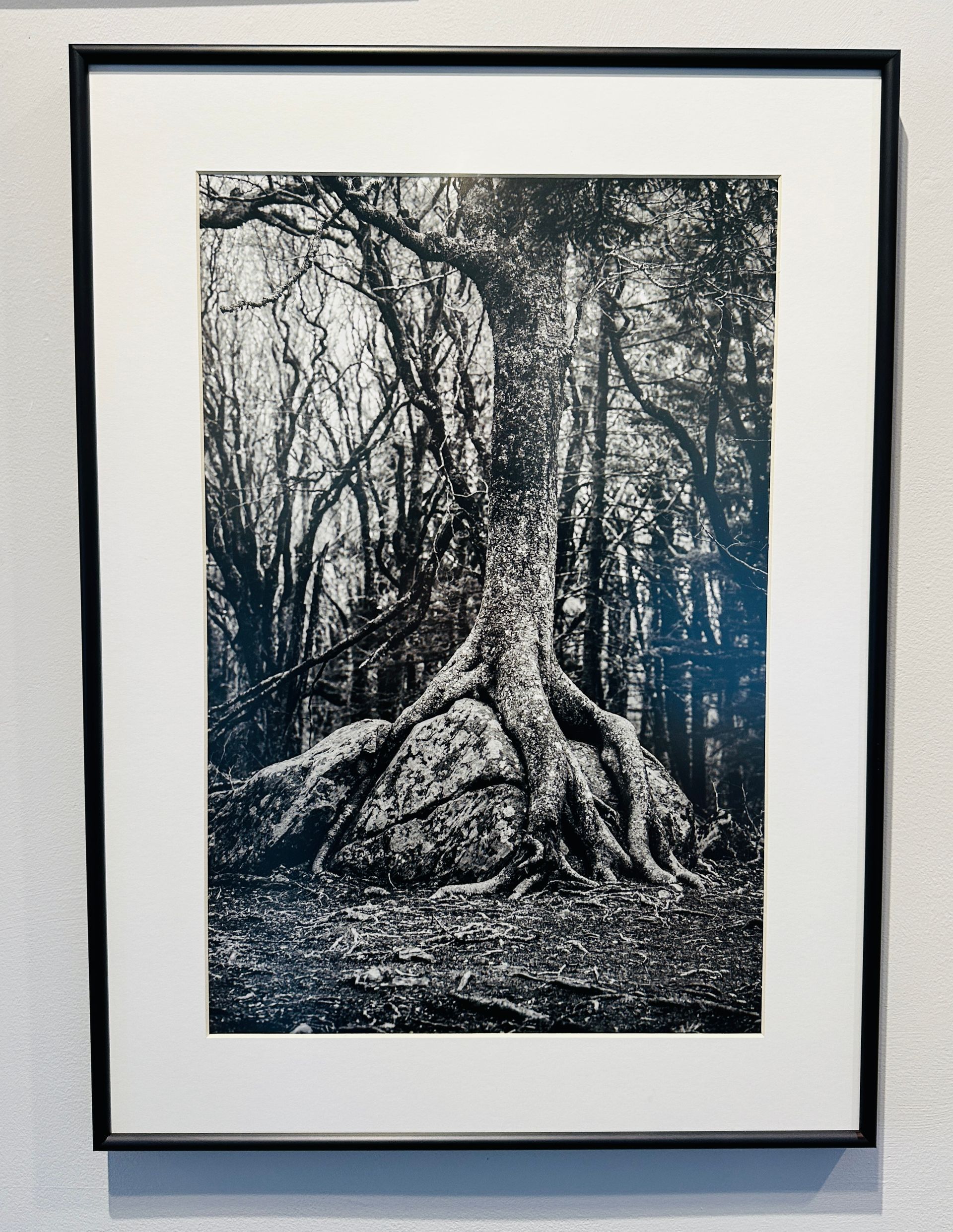Trees
