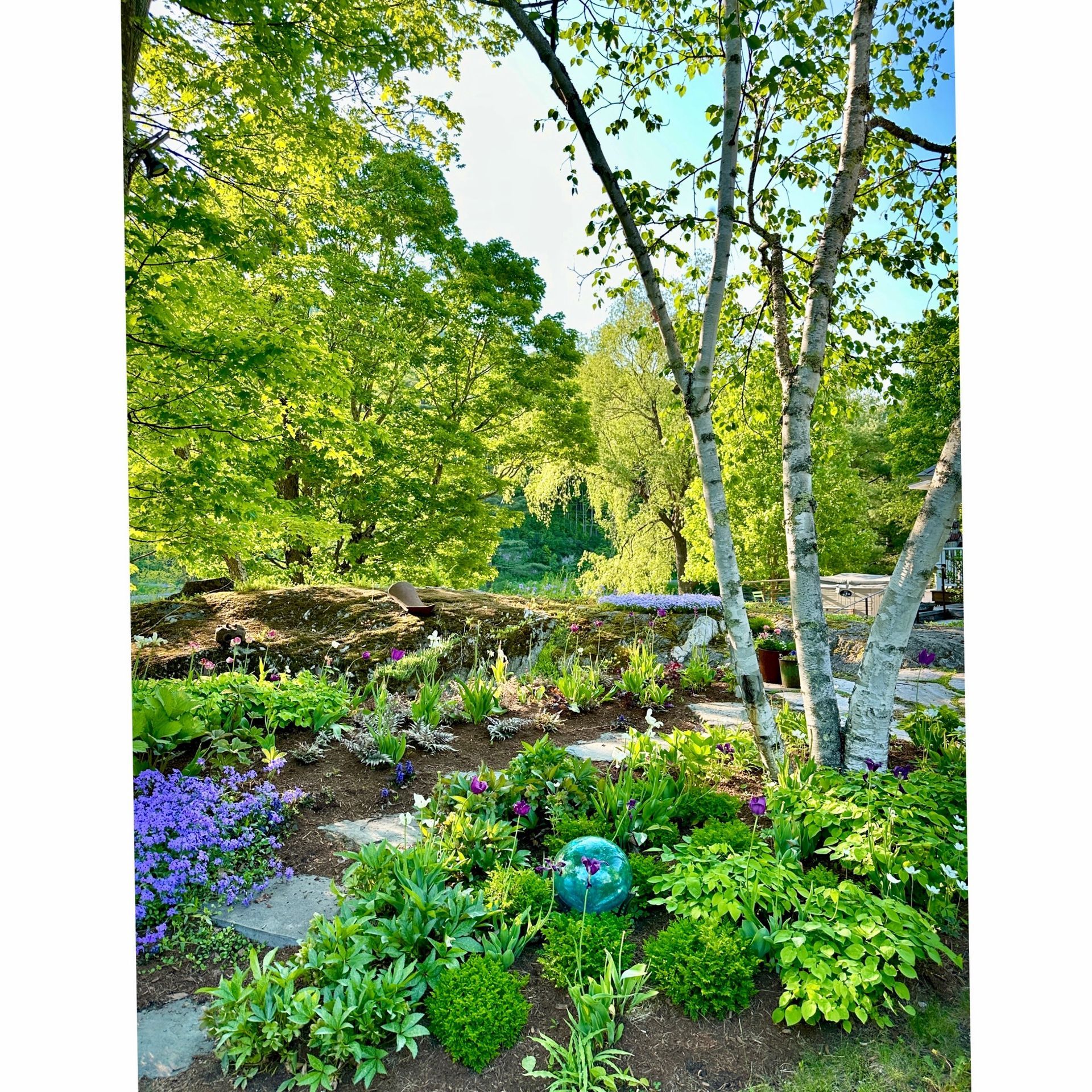 Lush garden path with birch trees, purple flowers, and bright green foliage in sunlight