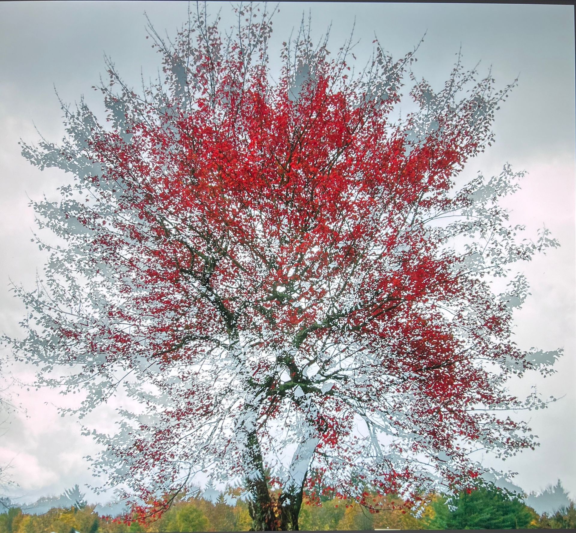 Trees