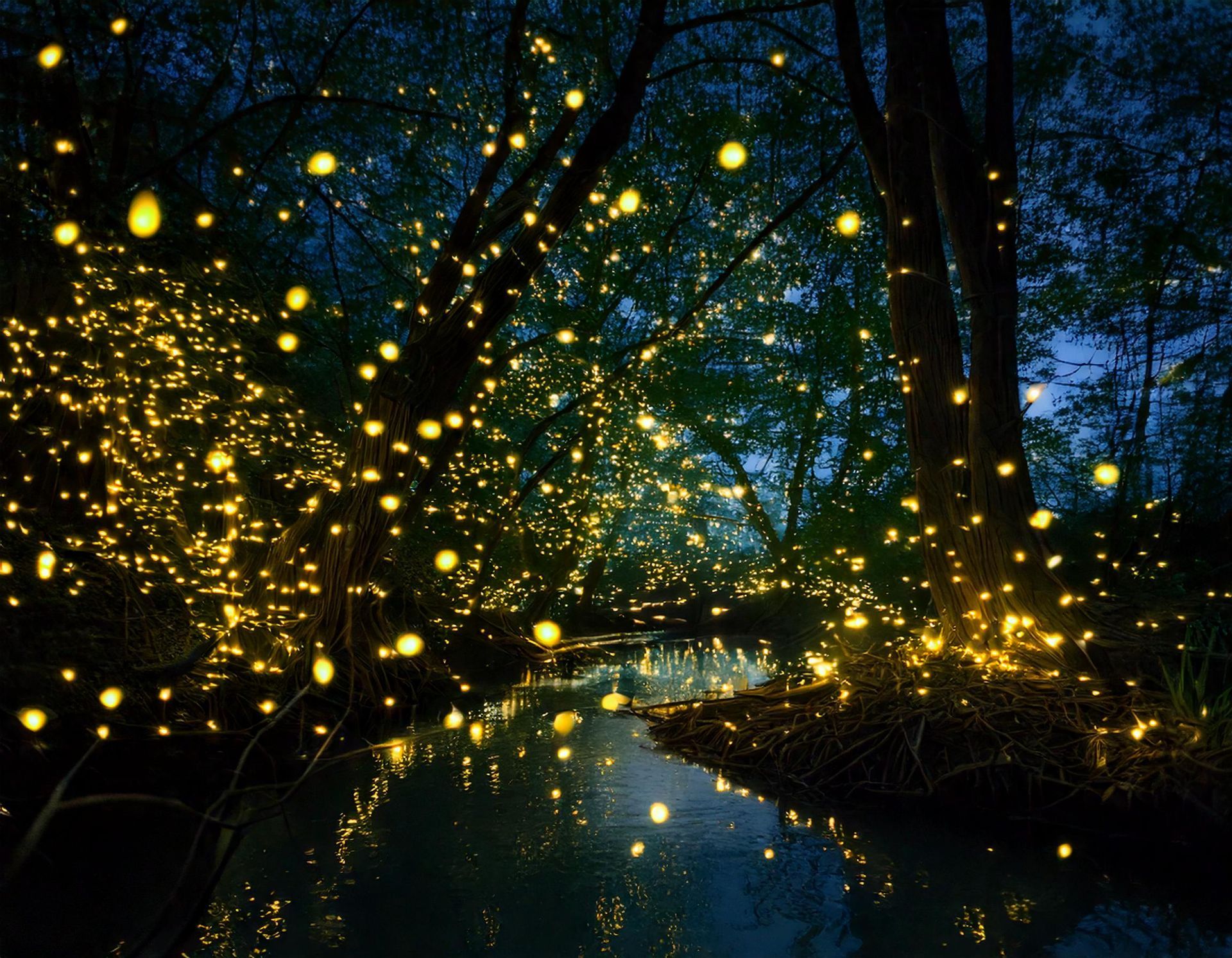 What to Do in Puerto Princesa After Dark: The Firefly Tour Worth Staying Up For