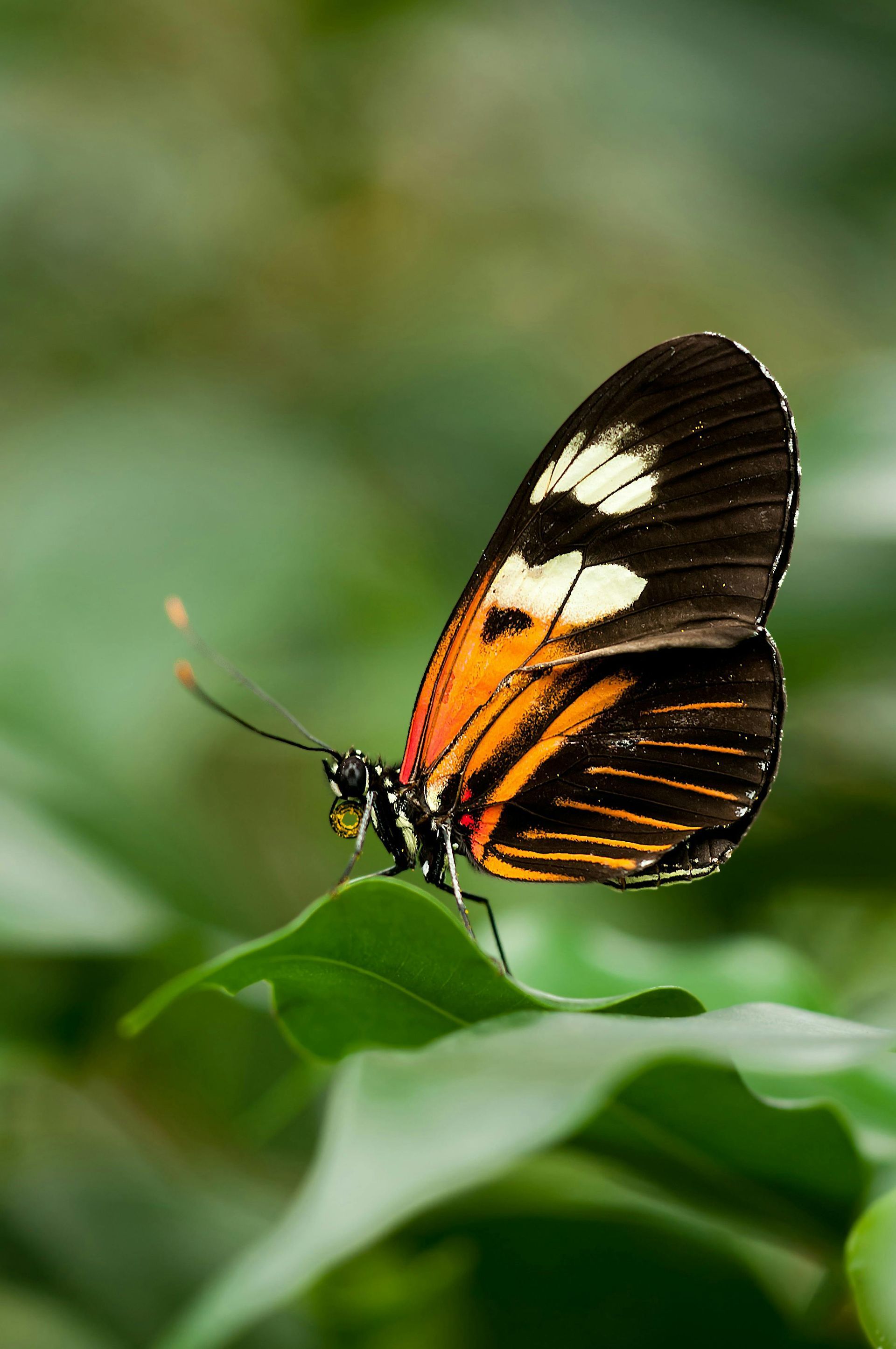Butterfly with orange, black, and white wings perched on a green leaf.