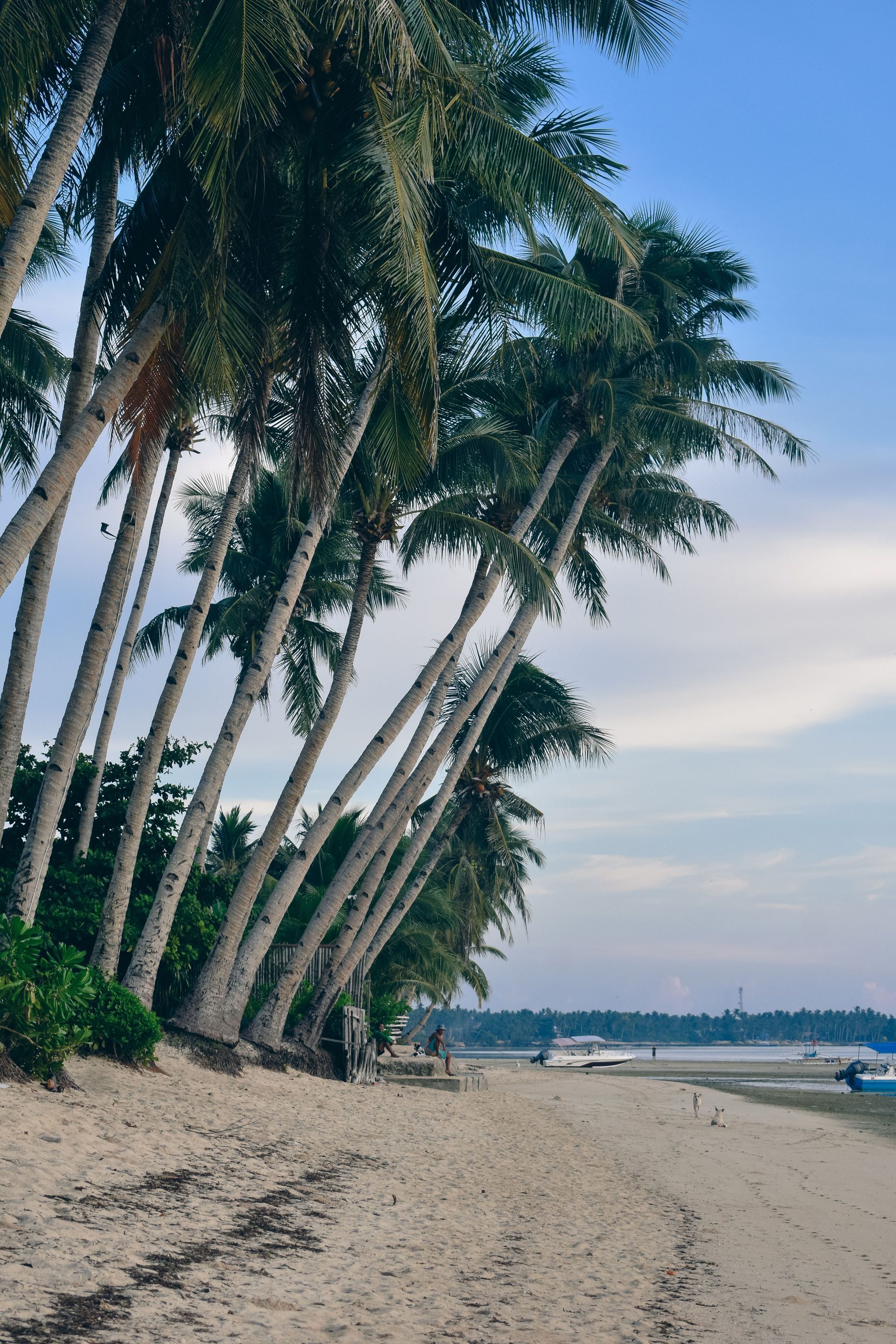 Palm-lined sandy beach beside calm water under a blue sky