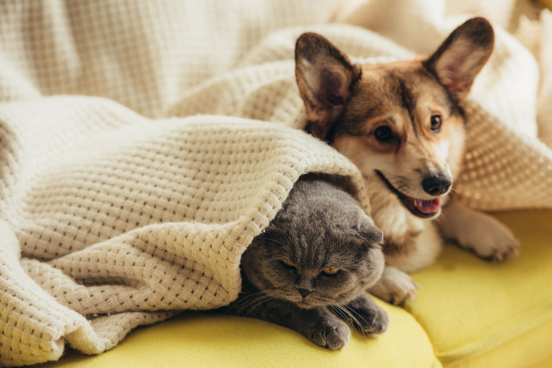 cane e gatto sotto la coperta