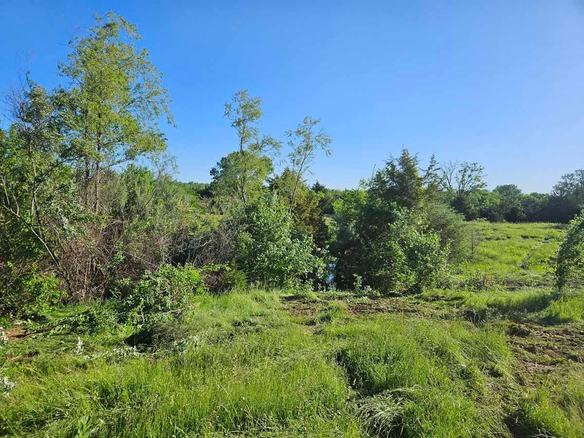 A grassy field with a line of trees and shrubs under a clear blue sky.