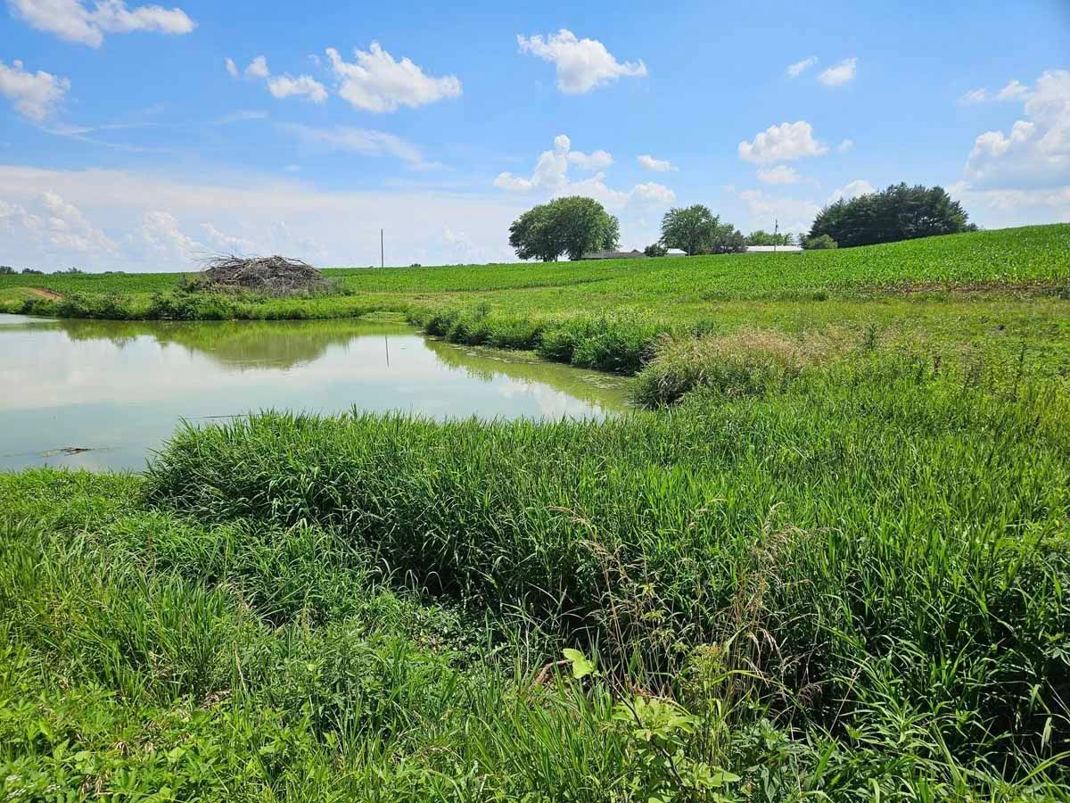 A grassy pond edge leads to a vibrant green cornfield under a bright blue sky with scattered clouds.