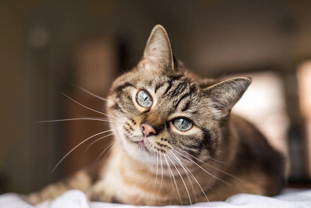 Cat — Currumbin, QLD — Currumbin Vet Surgery