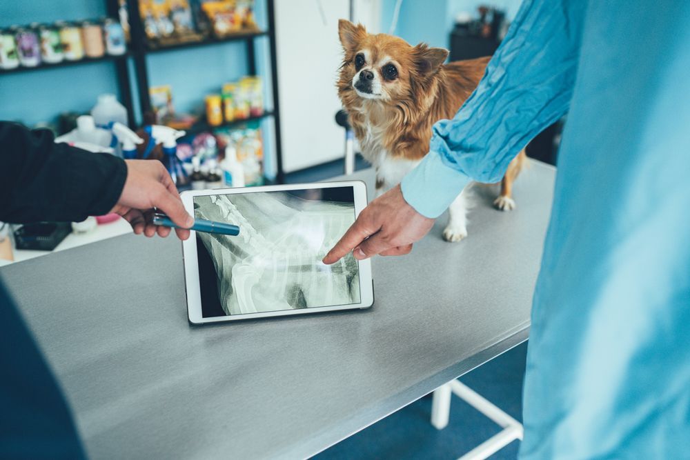 Pet Radiology — Currumbin, QLD — Currumbin Vet Surgery Pet Radiology — Currumbin, QLD — Currumbin Vet Surgery