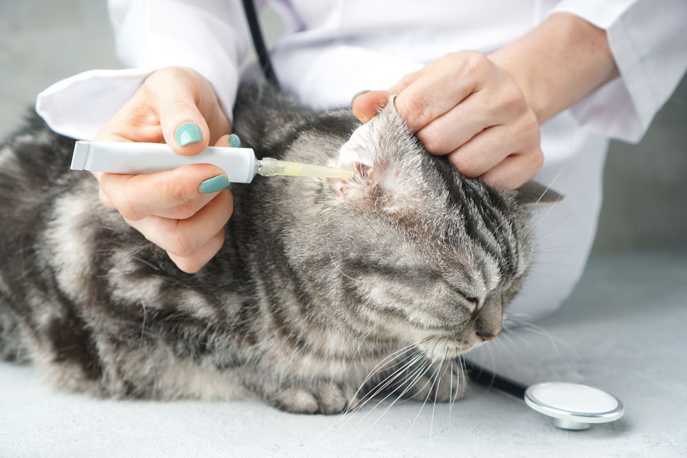 Pet Ear Treatment — Currumbin, QLD — Currumbin Vet Surgery Pet Ear Treatment — Currumbin, QLD — Currumbin Vet Surgery