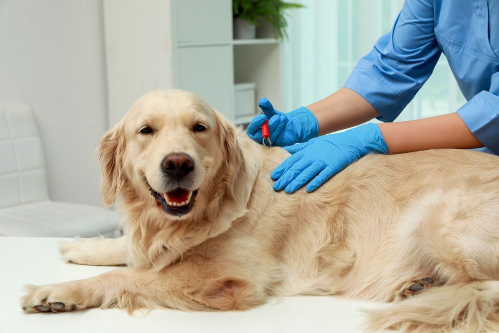 Pet Parasite Prevention — Currumbin, QLD — Currumbin Vet Surgery Pet Parasite Prevention — Currumbin, QLD — Currumbin Vet Surgery