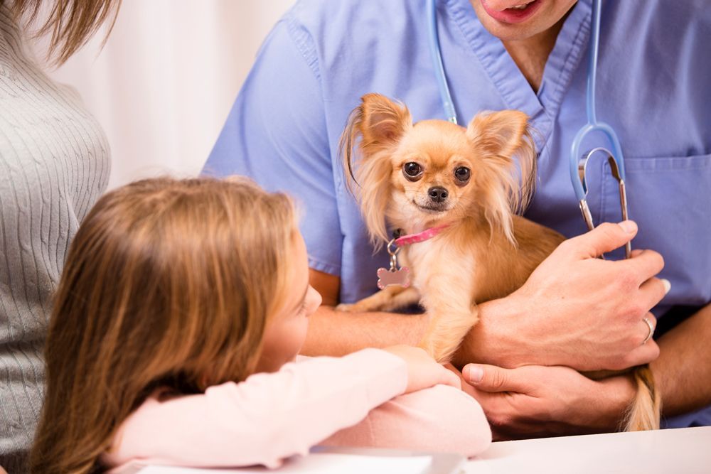 Pet Care Service — Currumbin, QLD — Currumbin Vet Surgery Pet Care Service — Currumbin, QLD — Currumbin Vet Surgery